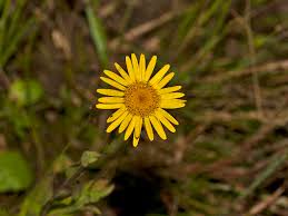 Image result for Pentanema indicum