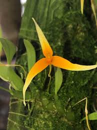 Image result for Bulbophyllum oreonastes