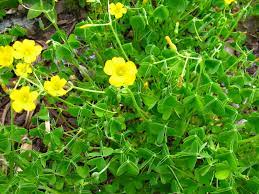 We did not find results for: Guide To Identify Common Ohio Lawn Weeds Weed Identification
