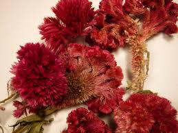 6 Crested Celosia Heads With Stem Heads Range In Size From About 1 3 4 3 1 4 Across Long Ways Height Is About 2 3 8 7 Florist Shop Flowers Black Seed