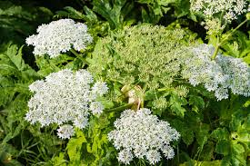 Image result for Apiaceae