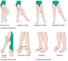 The Skeletal System Human Anatomy And Physiology Yoga Anatomy Muscle Anatomy