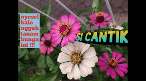 Oleh lisanova43 maret 21, 2021 posting komentar Ide Kreatif Tanam Krokot Moss Rose Lebat Dan Rimbun Pada Pot Talang Youtube