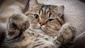 Take snapshots of your favorite ones to save them forever and ever. Hd Cat Katzentapete 1920x1080 Wallpapertip