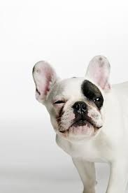 French Bulldog Black And White Blue Eyes Are You One Of The Pug Lovers Or French Bulldog Lovers If You Do Then Our Online Store Is 100 For You Shop Now Cute Animals Cute Dogs Animals