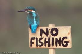 It Pays Not To Be Able To Read Kingfisher Bird Kingfisher Bird Kingfisher Kinds Of Birds