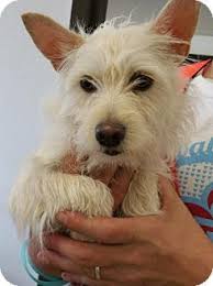 He is a little shy at first but warms up quickly because he loves people! West Highland Terrier Chihuahua Mix Pets Lovers