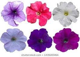 Petunia Images Stock Photos Vectors Shutterstock Petunia Flower Petunias Flowers