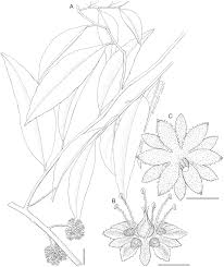 Image result for Bivinia jalbertii