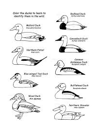 38+ duck hunting coloring pages for printing and coloring. Identifying Common Ducks With Color Coded Coloring Pages From Exploring Nature Org Duck Duck Drawing Redhead Duck
