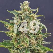 This section offers the complete range of products related to medicinal cannabis. Buy Autoflower Devil Xxl Marijuana Seeds For Sale I49 Seed Bank