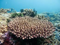 Image result for Acrotome inflata