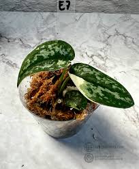 Image result for Maerua scandens