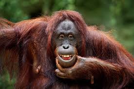 Indeed, our planet is full of strange creatures, but these 11 are by far the weirdest animals in the world. Funniest Animal Stories Of 2020 Reader S Digest