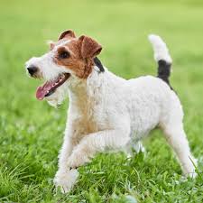 His birthday is in june. Wire Haired Fox Terrier Dog Breed Facts Traits Health Vets Choice Vets Choice