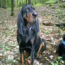 Black And Tan Foxhound Puppies Black And Tan Coonhound Purebred Coonhound Dog Photos Dog Breeds