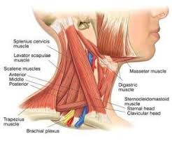 It lies superiorly to the medial pterygoid. Posterior Triangle Sternocleidomastoid Muscle Neck Muscle Anatomy Muscle Anatomy
