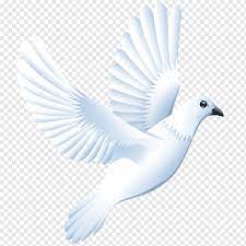 Belajar dari merpati ezraliberty via ezraliberty120699.wordpress.com. Merpati Putih Columbidae Domestik Merpati Grafis Terukur Dove S Bermacam Macam Lain Lain Warna Png Pngwing