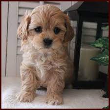 Rolling meadows maltipoo, poochon, zuchon, yochon puppies bonnie or tammy f1 hybrid puppies southeast iowa ia, bich poo, maltepoo, yorkie bichon, yorktese, yorkiepoo phone: Shichon Poo Aka Daisy Dog Puppies For Sale Mixed Breed For Sale Iowa Mixed Breed Puppies Daisy Dog Shih Poo Puppies