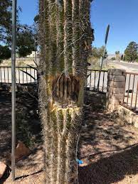 Roots travel far from the base to collect as much precipitation as possible. Xtremehorticulture Of The Desert What To Do To A Saguaro With A Black Spot On The Trunk
