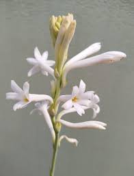 Image result for Polianthes tuberosa