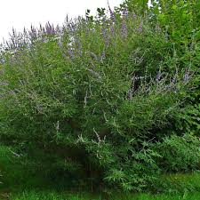 Image result for Vitex mossambicensis