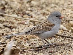 Image result for Spragueanella