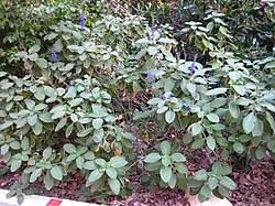 Image result for Coleus longipetiolatus