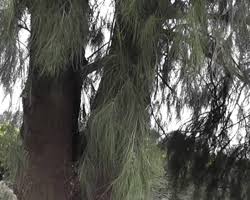 Image result for Casuarina junghuhniana