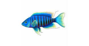 See full list on epicaquarium.com Electric Blue African Peacock Cichlid Fish Pin Statuette Zazzle Com