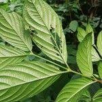 Image result for Heinsia