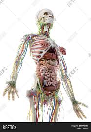 Although the abdominal group engages to stabilize the body, . 3d Rendered Image Photo Free Trial Bigstock