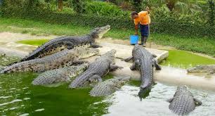While you might be tempted to say it's obvious, just look at the steam price, hold up! Crocodile Farming In Africa An Interesting Niche Business Many People Don T Know About And A Success Story From Kenya Smallstarter Africa
