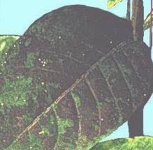 Image result for sooty mould