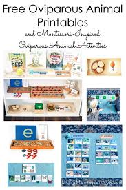 Geography australia / oceania resource pack usd $ 12.00 add to cart. Montessori Inspired Oviparous Animal Activities Using Free Printables Prekandksharing