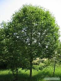 Elsbeere Sorbus Torminalis Habitus Familie Rosaceae Pflanzen Garten Ideen Garten