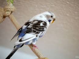 Bird Aviary For Sale Durban Pin On Animals And Pets