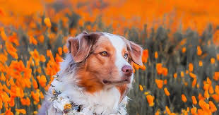 Freya Red Merle Australian Shepherd Aussie Freya Freya S Floral Co Cute Animals Cute Dogs Animals Beautiful
