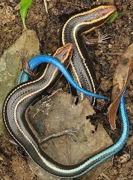 Iste Dunyadaki En Zehirli 10 Yilan Turu Lizard Blue Tail Cute Reptiles