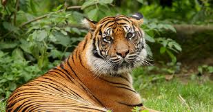 For an instance, children should be taught not to abuse animal so when they. Tigers