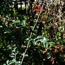 Image result for Scutia