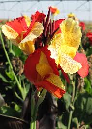 Where is this extract from? Cannas Add Tropical Garden Color Tolerate Texas Summers