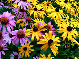 We did not find results for: 9 Perennials To Use To Start A Perennial Garden Sunnyside Gardens