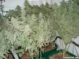 Find the right grow light that fits your budget and needs. 8 Superskunk 1 Under 2000w Hps Grow 420 Magazine