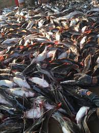 เล ยงปลากดค ง แบบเข าใจน ส ย สร างรายได ด เทคโนโลย ชาวบ าน กบ