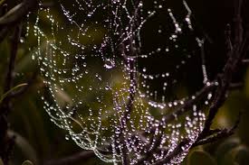 Image result for Buchnera keilii