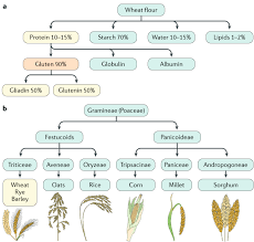 Coeliac disease is a condition where your immune system attacks your own tissues when you eat gluten. Coeliac Disease Nature Reviews Disease Primers