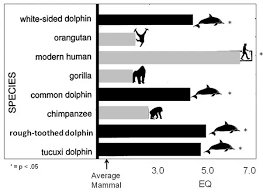 In Which Animals Is The Encephalization Quotient Metric Of