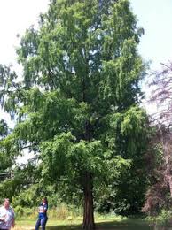 The bald cypress and the dawn redwood are two hardy trees, which thrive in ohio. Bald Cypress Vs Dawn Redwood
