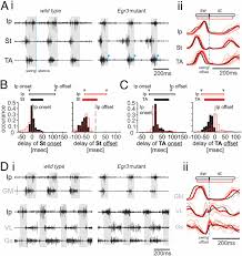 Degradation of mouse locomotor pattern in the absence of proprioceptive  sensory feedback | PNAS